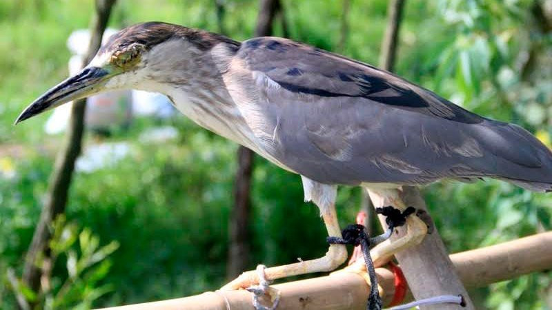 tận diệt chim trời, săn bắt chim, đánh bẫy, chim thui
