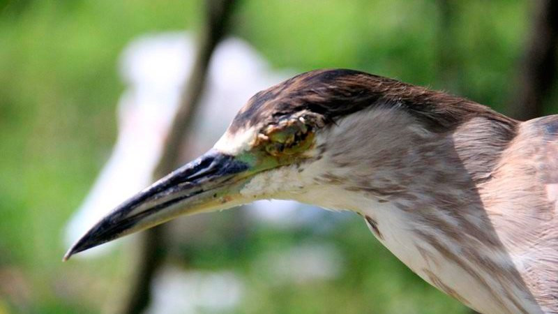 tận diệt chim trời, săn bắt chim, đánh bẫy, chim thui