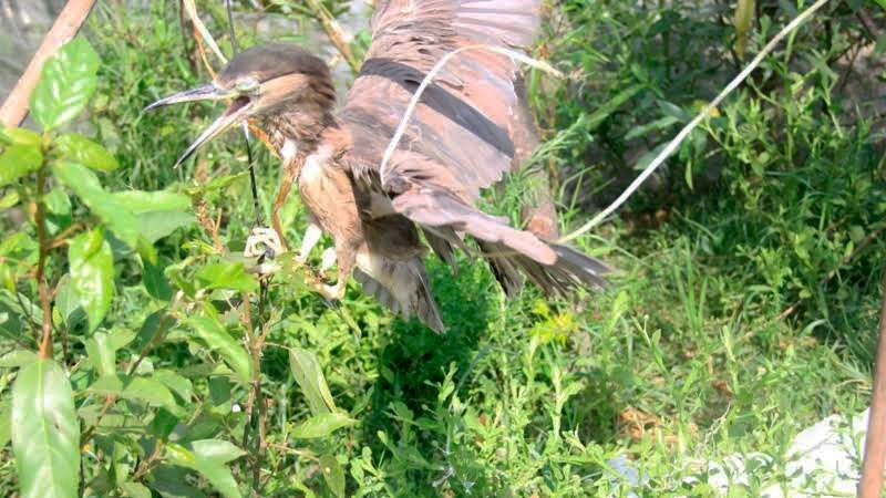 tận diệt chim trời, săn bắt chim, đánh bẫy, chim thui