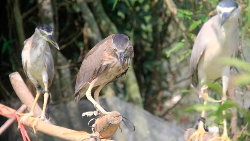 tận diệt chim trời, săn bắt chim, đánh bẫy, chim thui