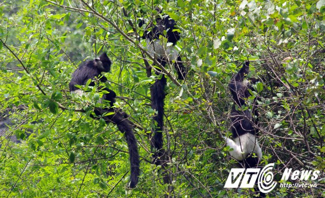 Hinh anh Ve ‘que huong’ King Kong ngam vooc quan dui trang 10