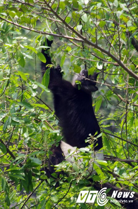 Hinh anh Ve ‘que huong’ King Kong ngam vooc quan dui trang 11
