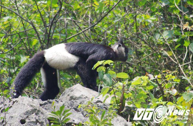 Hinh anh Ve ‘que huong’ King Kong ngam vooc quan dui trang 12