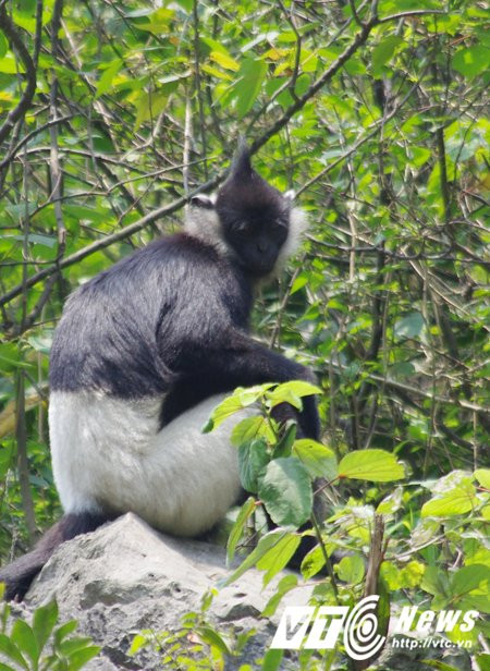 Hinh anh Ve ‘que huong’ King Kong ngam vooc quan dui trang 13