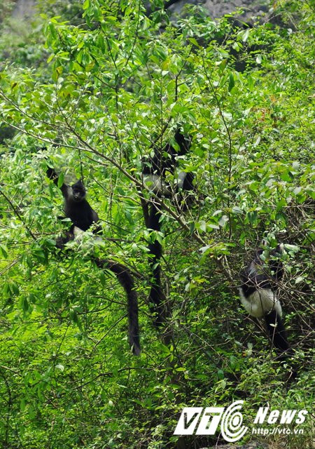 Hinh anh Ve ‘que huong’ King Kong ngam vooc quan dui trang 14