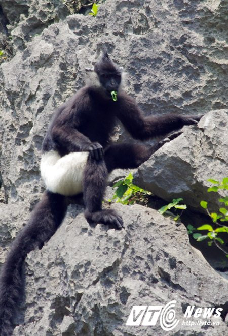 Hinh anh Ve ‘que huong’ King Kong ngam vooc quan dui trang 9