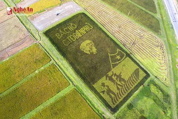 Hinh anh Doc dao hinh anh Bac Ho tren canh dong lua o Nghe An