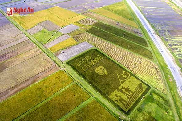 Hinh anh Doc dao hinh anh Bac Ho tren canh dong lua o Nghe An