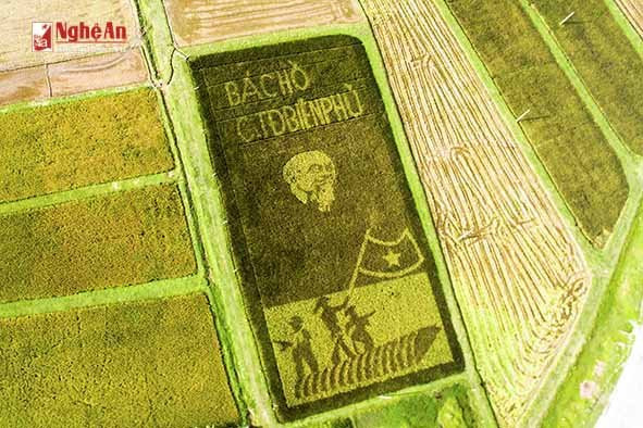 Hinh anh Doc dao hinh anh Bac Ho tren canh dong lua o Nghe An 3