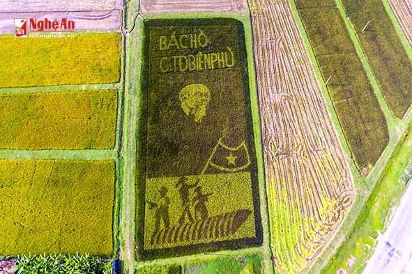 Hinh anh Doc dao hinh anh Bac Ho tren canh dong lua o Nghe An 3