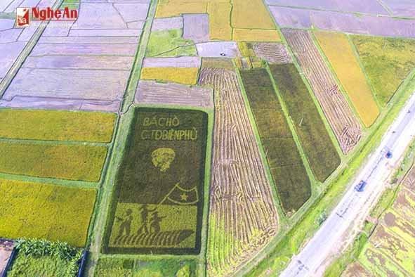 Hinh anh Doc dao hinh anh Bac Ho tren canh dong lua o Nghe An 5