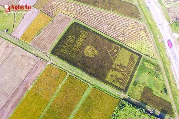 Hinh anh Doc dao hinh anh Bac Ho tren canh dong lua o Nghe An 6