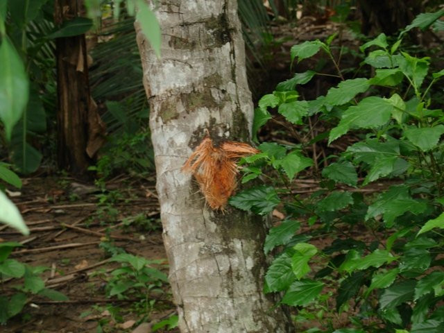 Hinh anh Di tam nhat duoc dan phao 105 ly mang ve nha gay ra vu no kinh hoang - Doi song 12