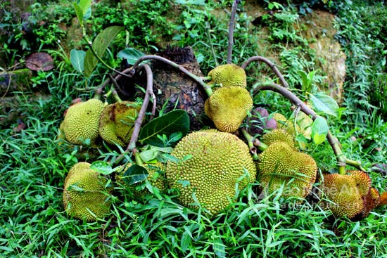 Hinh anh Nghe An: Xon xao goc mit la bi chat than cay, bong ra qua chi chit