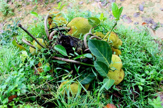 Hinh anh Nghe An: Xon xao goc mit la bi chat than cay, bong ra qua chi chit 3