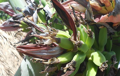 cay-chuoi-no-21-hoa-hiem-thay-o-thanh-hoa-1