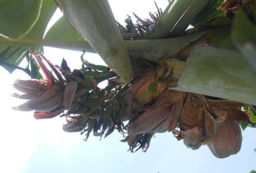 cay-chuoi-no-21-hoa-hiem-thay-o-thanh-hoa