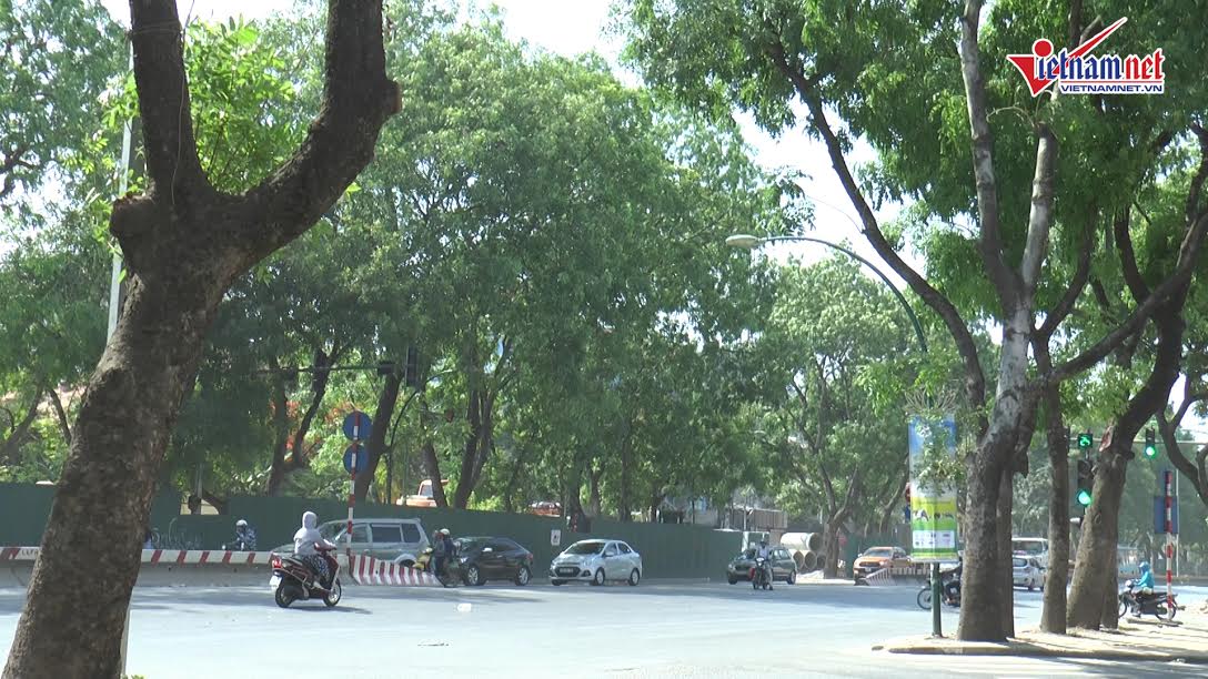 nắng nóng, nắng nóng kỷ lục, nóng kỷ lục, hàng cây, di dời cây xanh, Hà Nội