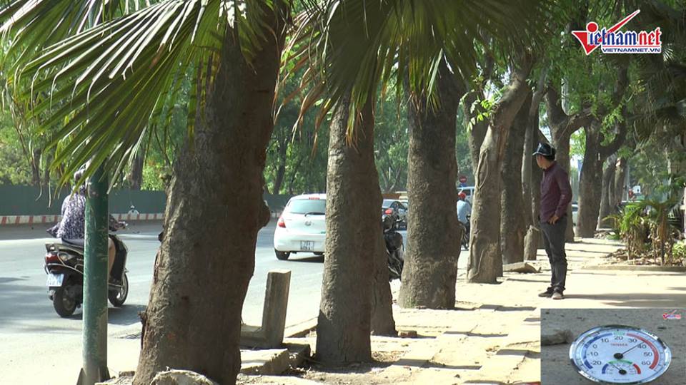nắng nóng, nắng nóng kỷ lục, nóng kỷ lục, hàng cây, di dời cây xanh, Hà Nội