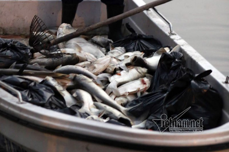 cá chết, cá chết trắng hồ Hoàng Cầu, Hà Nội