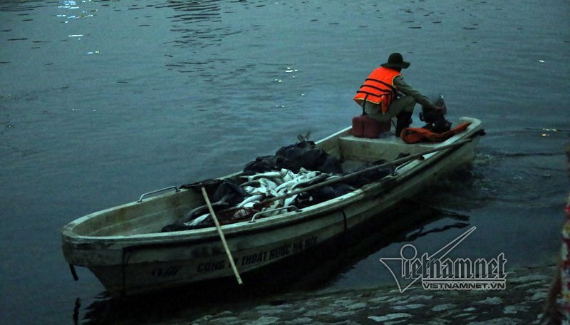 cá chết, cá chết trắng hồ Hoàng Cầu, Hà Nội