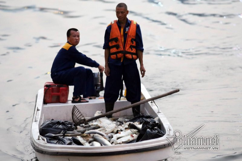 cá chết, cá chết trắng hồ Hoàng Cầu, Hà Nội