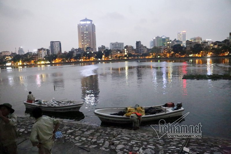 cá chết, cá chết trắng hồ Hoàng Cầu, Hà Nội