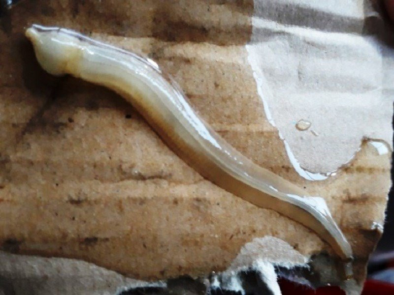 Điều tra sinh vật lạ nghi làm chết nhiều cá ở Cà Mau - ảnh 1