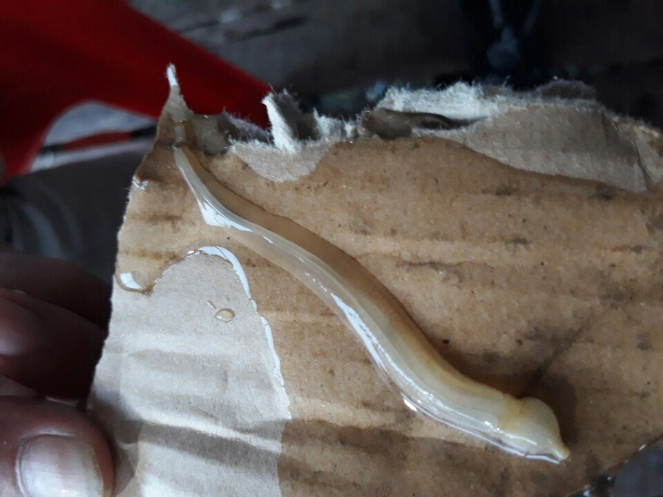 ca bop chet hang loat o ca mau do ca chinh ngoc chich hut het o-xy hinh anh 1