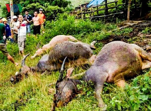 mua dong lon khien 4 con trau bi set danh chet tai dien bien hinh 1