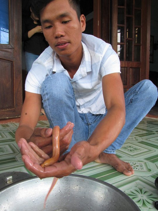 Liên tiếp bắt được lươn vàng ở ruộng lúa - Ảnh 3.