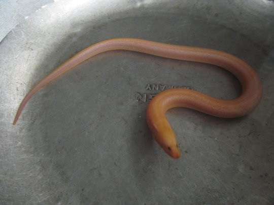 Liên tiếp bắt được lươn vàng ở ruộng lúa - Ảnh 4.