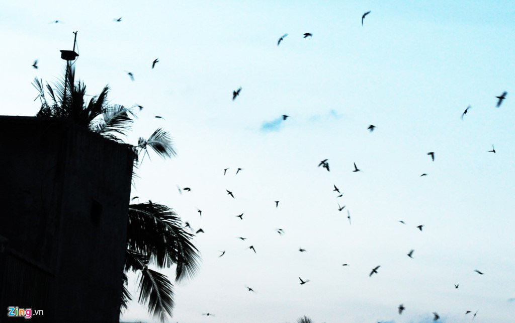 Dan Binh Dinh chi tien ty xay 'to am' cho chim yen hinh anh 6