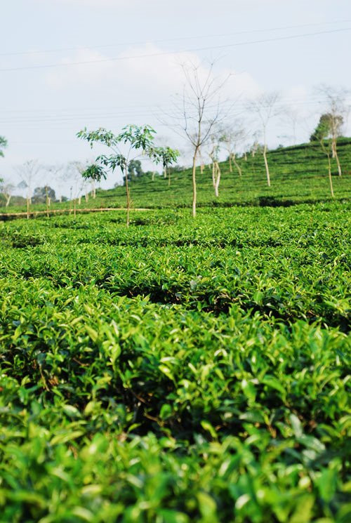 Doanh nghiep dam ma, lam diem: Nhung cong ty la tren san chung khoan hinh anh 4