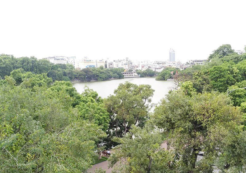 Chủ tịch Hà Nội: Không có chuyện thay cây xanh Hồ Gươm - ảnh 1