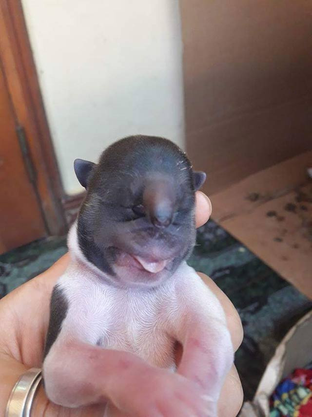 ky la cho dau khi lai co voi gay xon xao o son la hinh anh 1