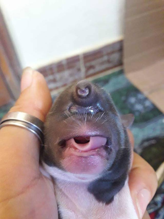 ky la cho dau khi lai co voi gay xon xao o son la hinh anh 2