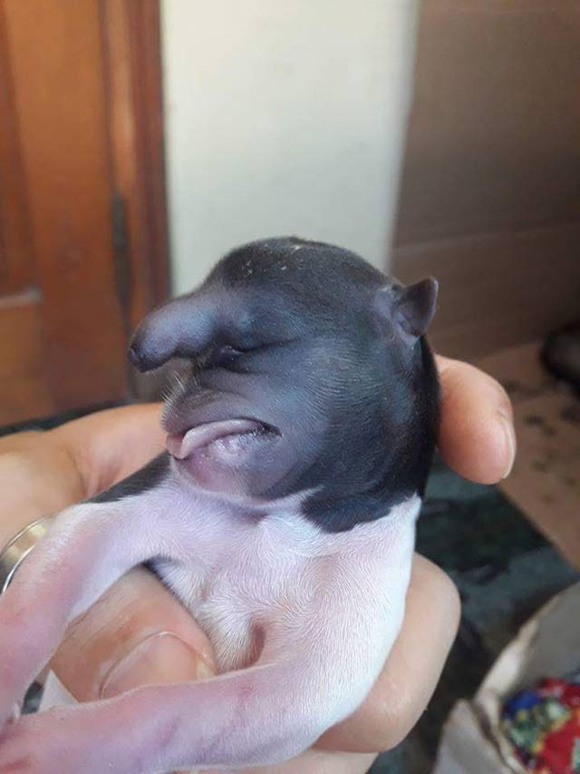 ky la cho dau khi lai co voi gay xon xao o son la hinh anh 3