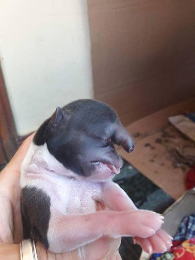 ky la cho dau khi lai co voi gay xon xao o son la hinh anh 4