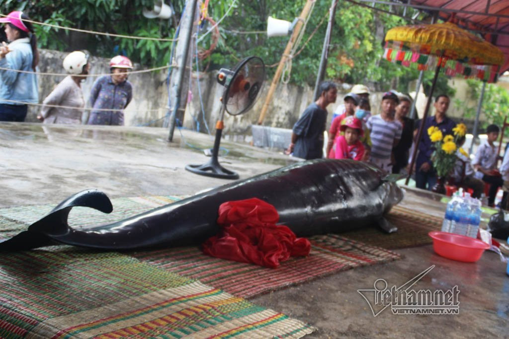 cá voi, trôi dạt, Bình Định