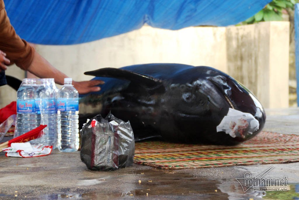 cá voi, trôi dạt, Bình Định
