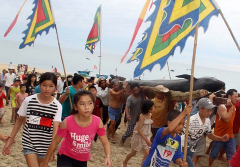 cá voi, trôi dạt, Bình Định