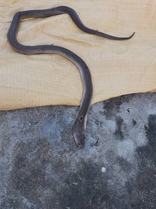 Người đàn ông chết bên cạnh xác con rắn hổ mang - Ảnh 1.