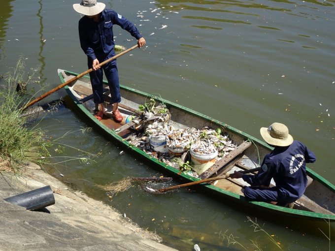 Cá chết nổi hàng loạt trên khu vực kênh Phú Lộc.