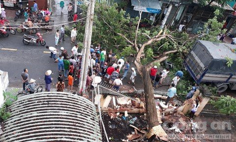 Cây xanh ngã đè bác sĩ, Bác sĩ bị cây xanh đè ở Tiền Giang