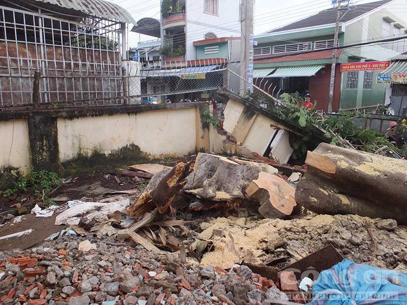 Cây xanh ngã đè bác sĩ, Bác sĩ bị cây xanh đè ở Tiền Giang