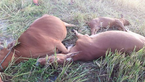 Hà Tĩnh: Đứt dây hạ thế, 5 con bò bị điện giật chết tại chỗ