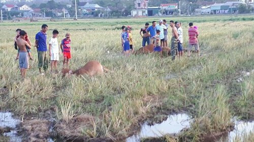 Hà Tĩnh: Đứt dây hạ thế, 5 con bò bị điện giật chết tại chỗ