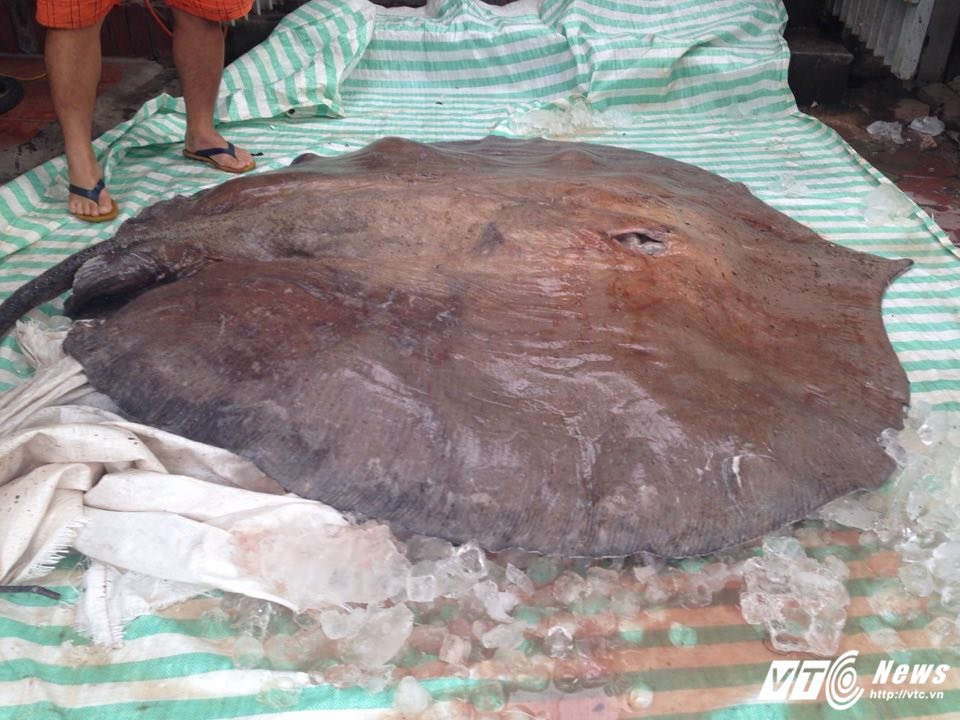 21919192_1145277582242103_1849771755_n