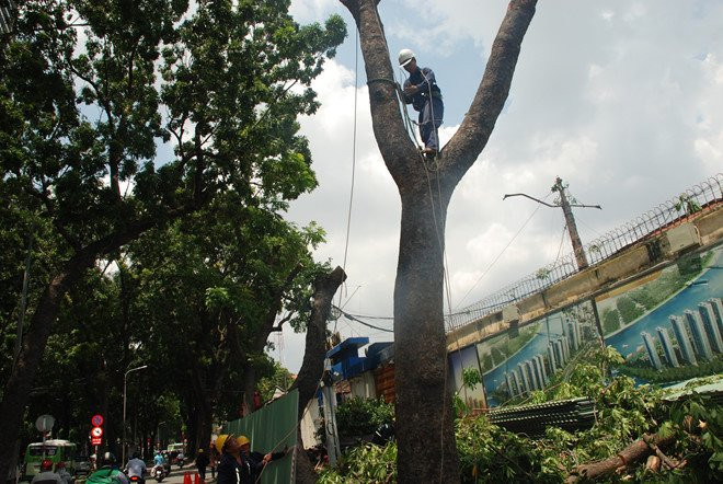 Bat dau don ha cay xanh tren duong Ton Duc Thang hinh anh 3